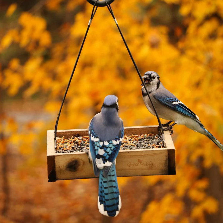 From Seed to Suet: The Best Bird Feeders for Every Type of Bird